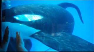 Tilikum  SeaWorld Orlando underwater viewing closeup [upl. by Cai]