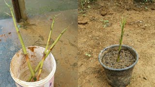 How to grow bamboo from cuttings Fast method for growing bamboo [upl. by Gnah84]