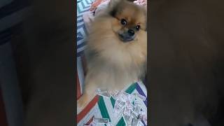 🥰💰🤑🐶millionaire cute pom dog video doglover dogshorts pomeranian🥰 [upl. by Sinylg]