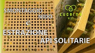 SMONTAGGIO NIDO E ESTRAZIONE API SOLITARIE [upl. by Lawan]