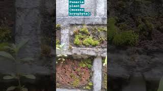 bryophyte example funaria mosses [upl. by Noicnecsa]