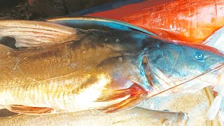 Rare Giant Ayer Fish Cutting InBangladesh  Amazing Fish CuttingSkills [upl. by Noivax139]