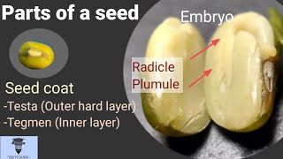 Parts of a seed 7th Std [upl. by Miko]