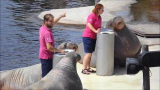 Walrussen in het Dolfinarium [upl. by Ludeman]