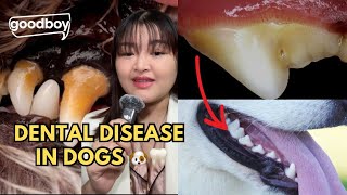 TRUTH ABOUT DENTAL DISEASE IN DOGS 🐶 🦷 [upl. by Kcirret]