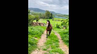 a ensillar el caballorancho elforastero jalisco paisaje rancheros campo charros vaqueros [upl. by Aubarta]