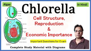 Chlorella Structure and reproduction  economic Importance of Chlorella [upl. by Ahsaet]