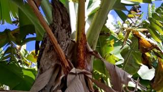 Tawny Frogmouth bird of pray in the Banana plantation NSW Australia [upl. by Lerrej372]