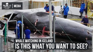 Whale Watching in Iceland Is this what you want to see [upl. by Gnas361]