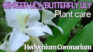 How To Grow amp Care For White Ginger Lily  Butterfly Lily  Hedychium coronarium [upl. by Sorilda]