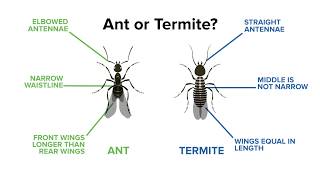 Identifying Ants vs Termites [upl. by Damiani]