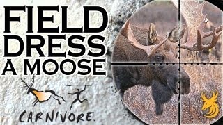 Carnivore How to field dress a moose [upl. by Johppa377]