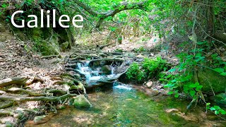 The Most Beautiful Stream in The Galilee Relaxing Israel Nahal Amud [upl. by Milman]