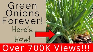 Keep green onions multiplying and youll never have to buy green onions again [upl. by Airod]