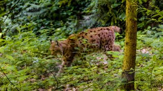 Eurasian Lynx  Sony FX30  Tamron 1770 f28 May 2024 4K [upl. by Culberson]