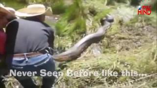 The oldest Giant Anaconda caught in Brazil [upl. by Rumpf]