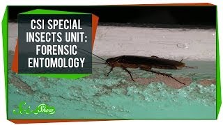 CSI Special Insects Unit Forensic Entomology [upl. by Eanel299]