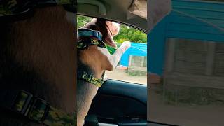 Hero enjoying ride beagleboy doglover pets puppy subscribe shorts [upl. by Trudi929]