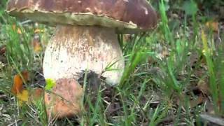 Eekhoorntjesbrood Boletus edulis 11 sept 2010wmv [upl. by Deehahs583]