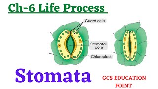 Stomata structure and functions  Life Process  Class 10  Important diagram  biology class 10 [upl. by Launcelot]