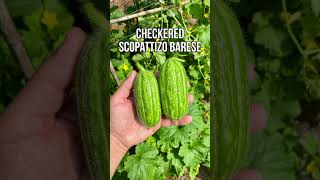 Get The Most Out Of Your Garden By Growing Cucumbers Vertically [upl. by Arlynne]