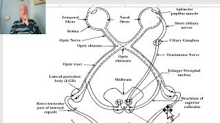 Anatomy of CNS Module in Arabic 2024 Visual pathway by Dr Wahdan [upl. by Atteuqahc]