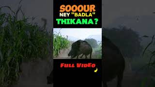 Soour ka Shikar Ho Gaya Bekaar Baahubali 2 Mistake prabhas bahubali2 funny shorts trending [upl. by Tnilc817]