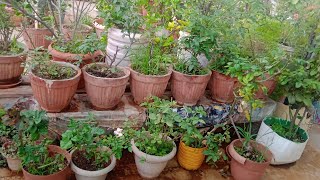 rose plant update in heavy rain तेज बारिश से गुलाब के पोधे हुऐ परेशान😕❓ [upl. by Annek]