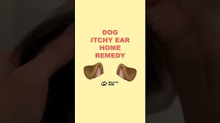 Shih Tzu Dog Itchy Ears Home Remedy 🐶🌿 [upl. by Romanas145]