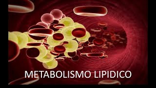 COMO FUNCIONA METABOLISMO LIPIDICO [upl. by Angadresma800]