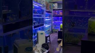 Aquatic plants🌱 leliye liveplants aquariumpets fishshop petfishlover petfish aquarium pets [upl. by Rafaelof]