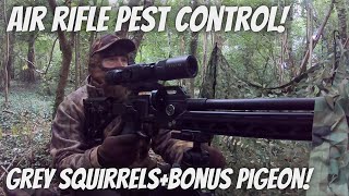 Air Rifle Pest Control Grey Squirrels in the woods with FX Dreamline Shooting JSB Hades Pellets [upl. by Zelazny795]