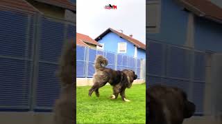 Resembles a brown bear dog dogs bigdog bigdogs pet pets caucasianshepherd jozodogs [upl. by Waiter446]