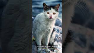 Cat Island The Ultimate Feline Paradise 🐾 shorts wildlife shortsvideo [upl. by Seraphim]