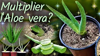 Comment multiplier lAloe vera  🌵 division des rejets  rempotage de la plante mère 🌵👍 [upl. by Aniarrol]