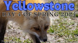 Yellowstone National Park Spring 2024  Day 4 Grizzly Chasing Bison Wolves Foxes amp More [upl. by Mellins829]