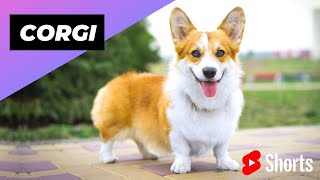 Corgi 🐶 One Of The Most Popular Dog Breeds In The World shorts corgi dog [upl. by Eetse464]