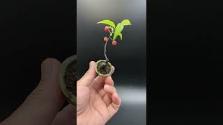 【豆盆栽】庭梅  Prunus Japonica bonsai 盆栽 plants [upl. by Knorring]