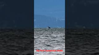 My first ever humpback whale spotting taken on my trip to the Sunshine Coast Sechelt BC [upl. by Annas]