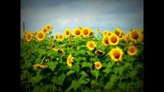 Un campo di girasoli 2011wmv [upl. by Ailugram595]