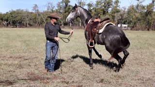 Riding a Reactive horse out in Field for the first time [upl. by Anelys]