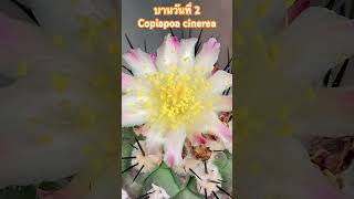 บานวันที่ 2 Copiapoa cinerea Cactus [upl. by Ayanad]