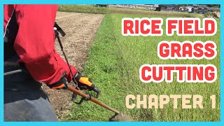 Grass Cutting in Rice Field rice bank sloop using brush grass cutter [upl. by Belayneh]