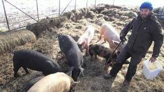 Composting Pigs [upl. by Norda]