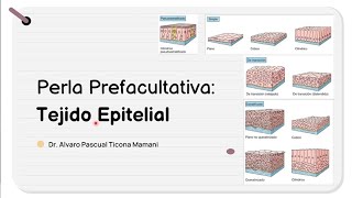 Perla Prefacultativa 17  Clasificacion de los Epitelios HISTOLOGIA Tema 6 [upl. by Godiva338]