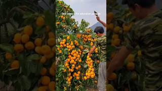 Orange garden shortvideos [upl. by Culley9]