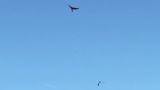 Pigeon barely escapes with life [upl. by Tedmann68]