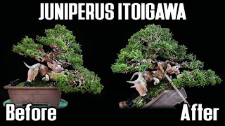 Juniperus Itoigawa  Bonsai Styling to the Next Level [upl. by Enelrak169]