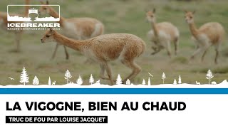 Truc de fou 57  le pelage de la vigogne par Louise Jacquet [upl. by Aneeles]