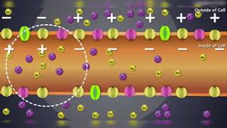 Animação  Impulso nervoso de uma forma bioquímica na membrana neuronal [upl. by Robbyn]